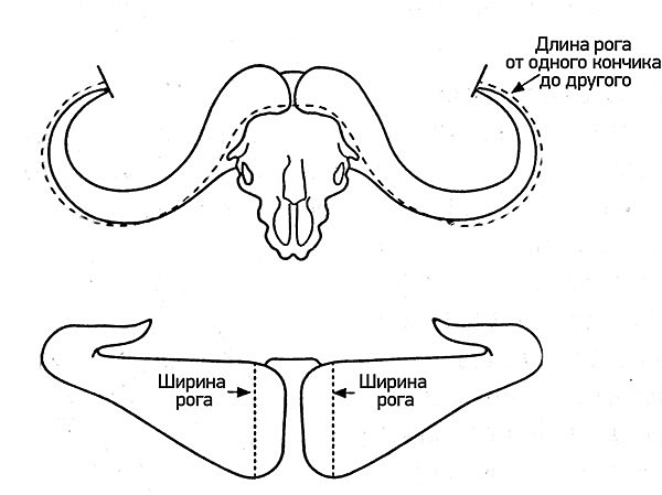 Изображение МЕТОД №4
Международный клуб сафари (SCI), ведущий трофейную книгу, использует следующую методику измерения трофея буйвола. Измеряется длина рогов на черепе от одного кончика до другого, как показано на верхнем рисунке. Второе измерение — это ширина каждого рога в самой широкой части основания, которая называется «босс». Измерение проводится по методу №4 с точностью до 1/8". Итоговая сумма баллов определяется путем сложения трех измерений.