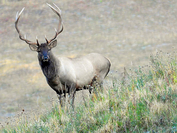 Изображение Трофей был хорош, но меня интересовали другие рогачи. Фото автора. 