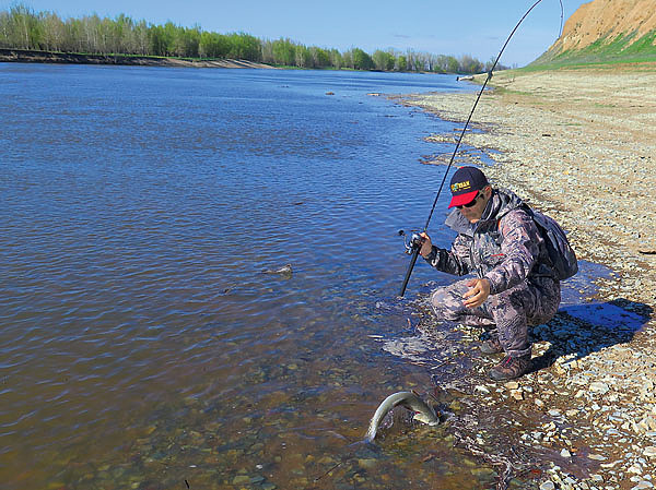 Изображение Компактный спиннинг разловил, теперь пусть ждет своего часа. Фото: Алексей Коломиец.
