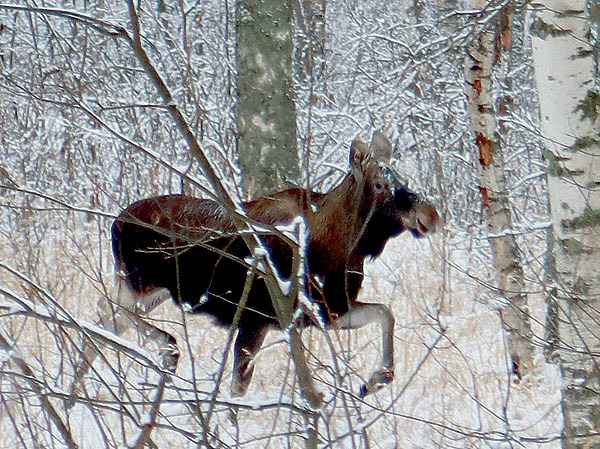 Изображение ФОТО ДМИТРИЯ ВАСИЛЬЕВА 
