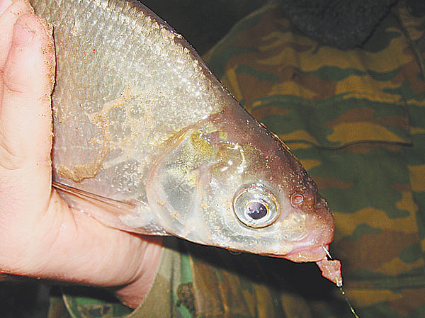 Изображение Фото: Александр Токарев. 