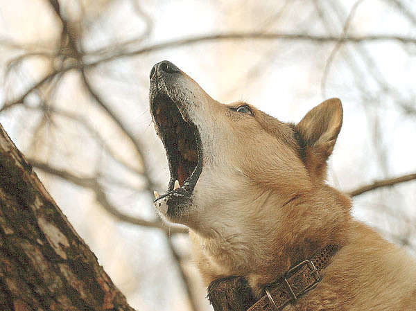 Изображение По манере работы собаки охотник без труда определит, по какому зверю она работает. ФОТО ЮРИЯ САРАЕВА