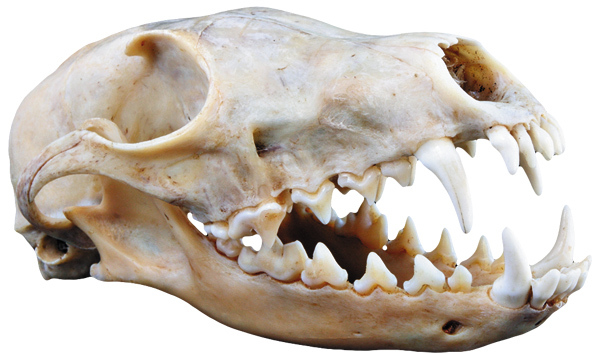 Изображение ЛЮБИТЕЛЬНИЦА МЫШЕЙ 

Обыкновенная лисица — хищник. В ее меню входит более 400 видов одних только животных, не считая несколько десятков видов растений. Основа ее питания — мелкие грызуны. От их числа и доступности зависит состояние популяции этого хищника. Более крупные животные, например зайце­образные, и птицы играют в питании лисицы значительно меньшую роль. На Камчатке, в Магаданской области и в Хабаровском крае большую роль в питании лисиц занимает лосось. Растительная пища: плоды и ягоды входят в состав питания лисиц почти всюду, но более всего в южных районах. 