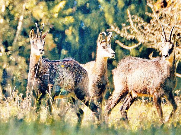 Изображение Серна — одно из самых распространенных в горных массивах Европы животных. Обитает от горных вершин до залесенных склонов. Популярный объект охоты. Фото автора. 