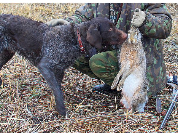 Изображение Найденный по кровяному следу русак. Фото автора. 