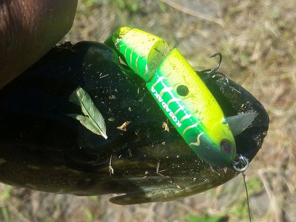 Изображение Реализация лучше чем у поппера. Фото: Алексей Коломиец. 