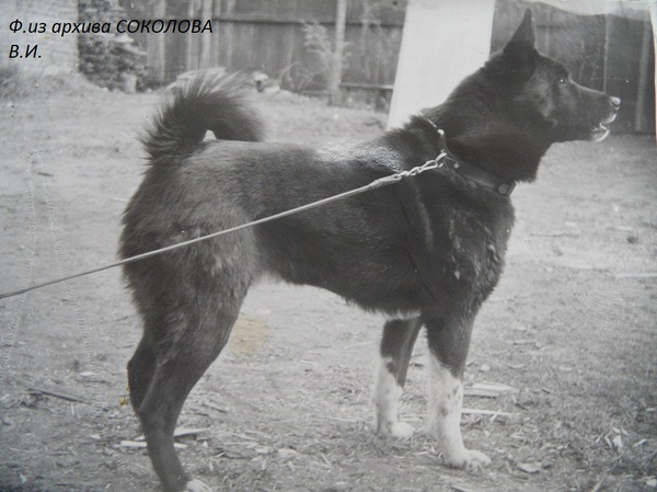 Изображение Жулик Пелевина Б.К.от ч.Ласки1334