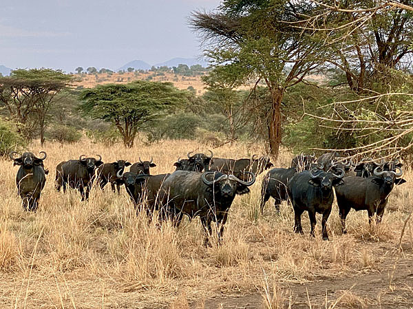 Изображение Регион Карамоджа. Природных врагов у нильского буйвола немного. Стадо встречает опасность плотно сомкнутыми рядами острых рогов. Фото автора. 