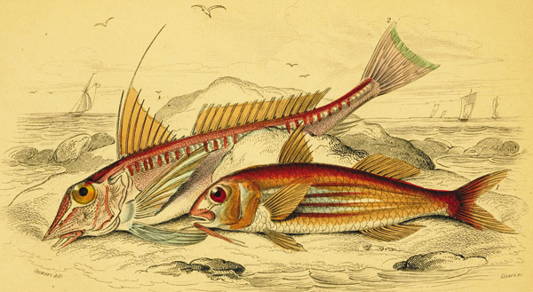 Изображение Иллюстрация W.H. LIZARS 