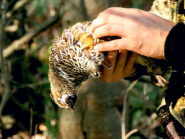 Изображение Фото: Shutterstock.com 