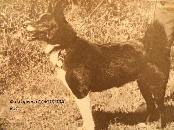 Изображение Сайда 1257 р.65 от Верного Вонгаз и Чары Леонтьева. Вл. Отрывин В.А.