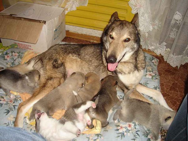 Изображение Дети Нанайки. Фото автора 