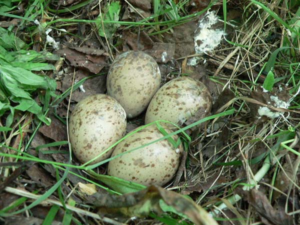 Изображение фото Сергея Фокина