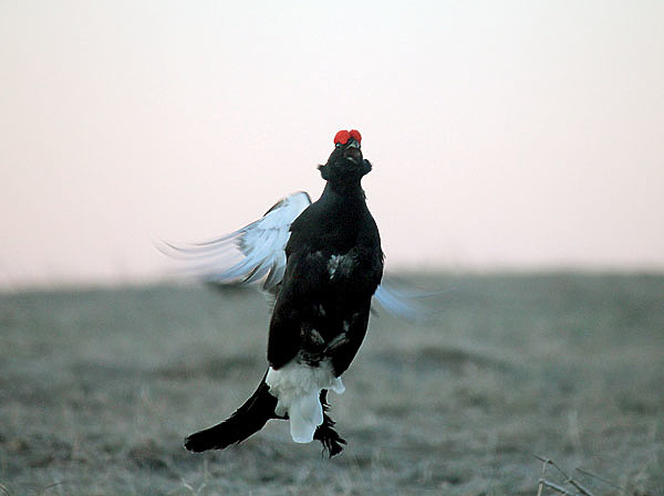 Изображение Разгоряченные схватками тетерева нередко вырывают друг другу хвостовые лиры и перья на груди. Фото автора. 