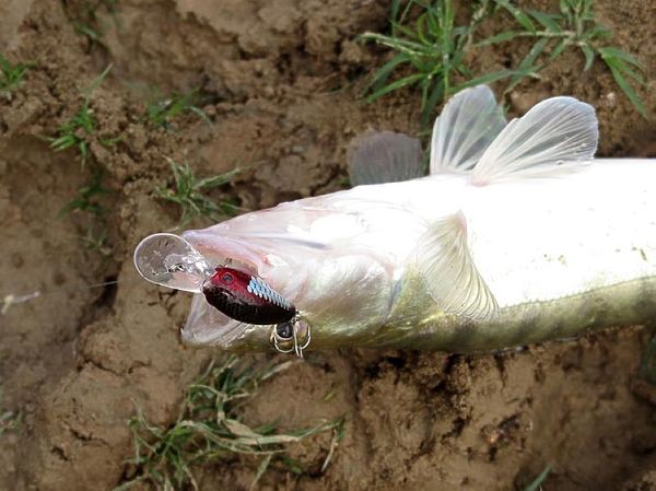 Изображение Фото: Алексей Коломиец.