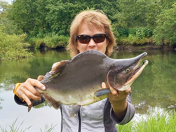 Изображение Вот такая она, нерестовая горбуша. Ясно, почему ее так назвали. Фото: Климовой Маруси.