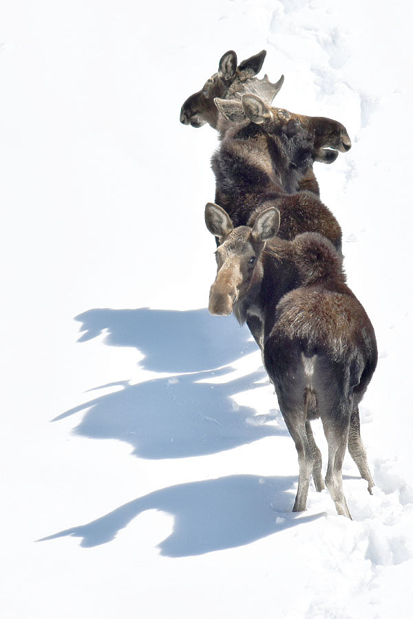 Изображение ФОТО SHUTTERSTOCK