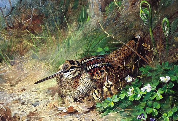 Изображение Арчибальд Торбурн
(1869–1936). Самка вальдшнепа с птенцами.