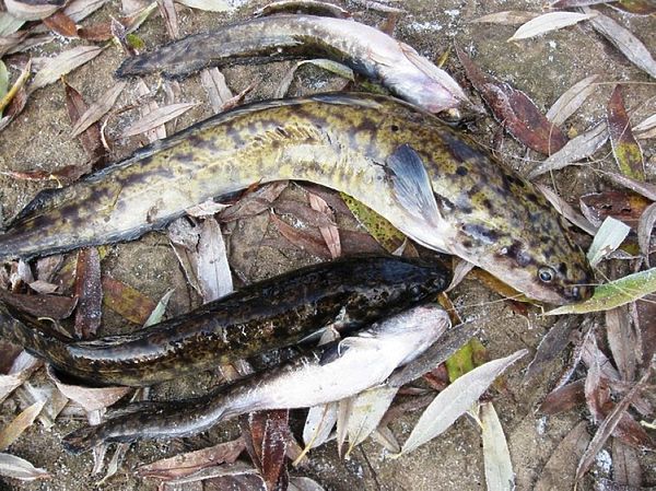 Изображение Фото: Александр Токарев.