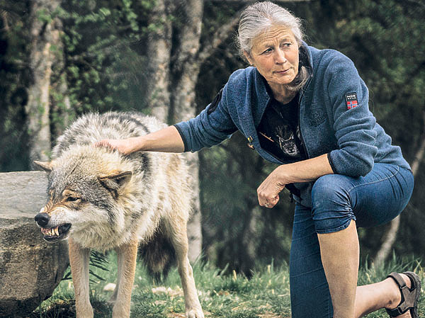 Изображение Групповая охота гоминид стала успешной благодаря кооперации с волком, но она потребовала взаимной координации действий, основанной на использовании сигналов иного вида: возник отбор, поддерживавший эту способность. ФОТО SHUTTERSTOCK