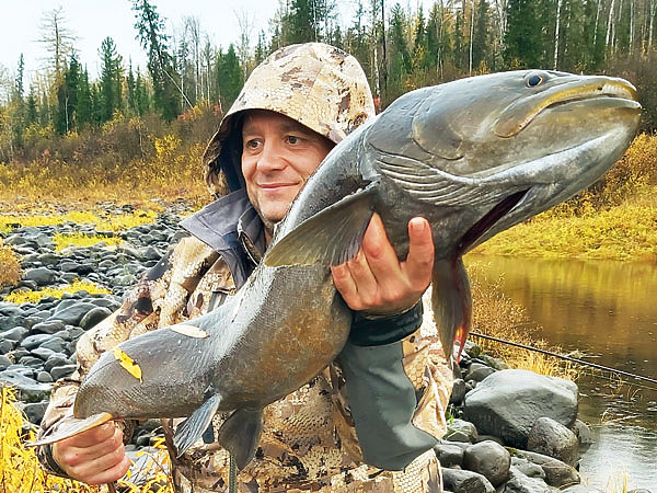 Изображение Таймень на 10 кг. Фотосессия — и обратно в Бахту со всем уважением. Фото: Тоболь Евгении.