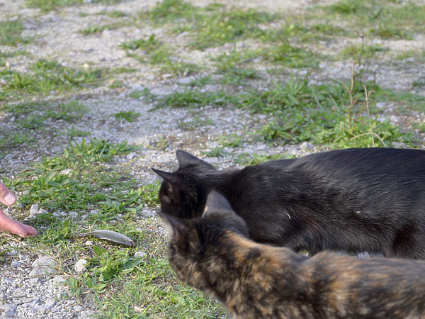 Изображение Самыми заинтересованными болельщиками на пруду были кошки. Фото: Шеляга Геннадия.