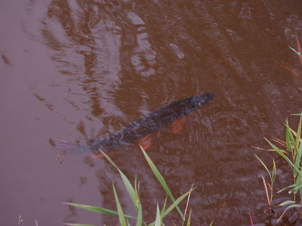 Изображение Фото: Яншевского Андрея.
