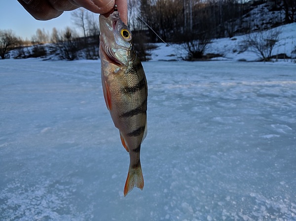 Изображение Традиционный полосатик. Фото: Трембицкого Алексея. 