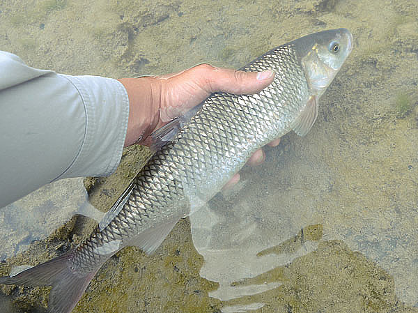 Изображение Фото: Шеляга Геннадия. 