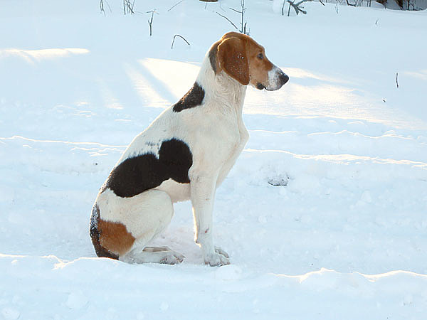 Изображение Общее количество корма (при натуральном кормлении) составляет примерно 5–7 % от текущего веса щенка. Для более точного расчета обратитесь к ветеринарному специалисту. ФОТО ДМИТРИЯ ВАСИЛЬЕВА 