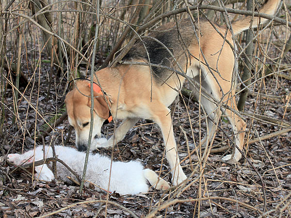 Изображение Достойный финал незабываемой охоты. ФОТО: ДМИТРИЙ ВАСИЛЬЕВ