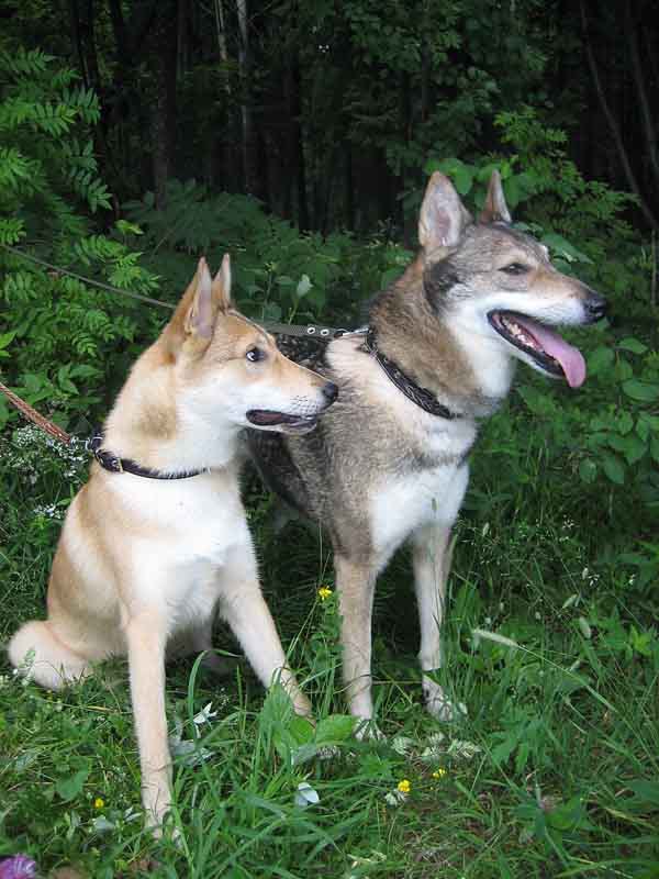 Изображение Нанайка-ШатЛ с дочкой Ника-ШатЛ. Фото автора 