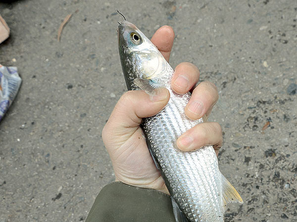Изображение Лобастая кефаль, пойманная в устье Хосты. Фото: Геннадий Шеляг.