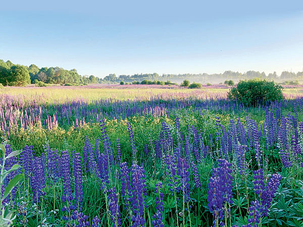 Изображение Красивый зверь живет в подобающих ему местах. Фото автора. 