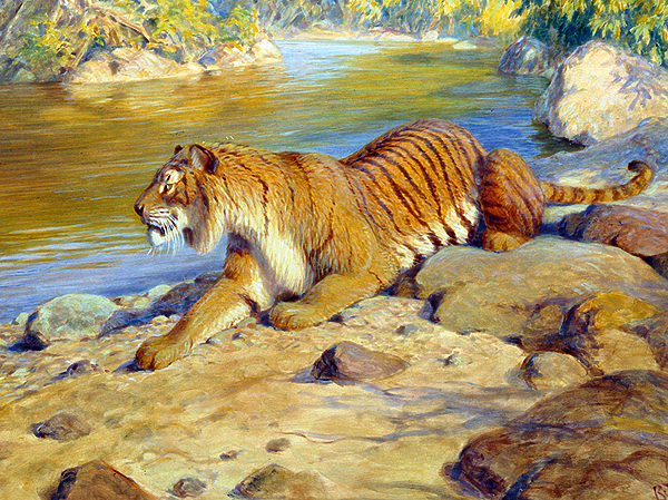 Изображение ЛЮТЫЙ ЗВЕРЬ. 

Туранский тигр жил не только в нынешнем Закавказье и Предкавказье, но и «занимал... азовское побережье... проникал в южнорусские степи, может быть, даже в лесостепь (Черниговское княжество)». О полосатом звере, то и дело появлявшемся в пределах русских княжеств, повествуют памятники древнерусской литературы. Владимир Даль в своем словаре высказался однозначно: «Тигр — лютый зверь». 

ИЛЛЮСТРАЦИЯ ИЗ АРХИВА ПЕТРА ЗВЕРЕВА 