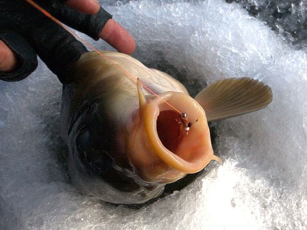 Изображение Чертик тоже имитация бокоплава по форме и движению, даже зимой им готов питаться сазан. Фото: Евгений Кузнецов. 