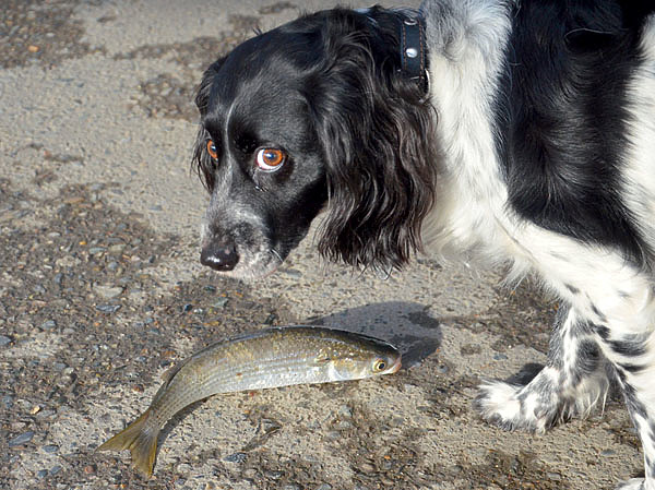 Изображение Собака следит за процессом ловли и оценивает, какую рыбу поймал хозяин. Фото: Геннадий Шеляг.