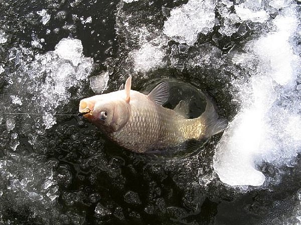 Изображение Фото: Коломийца Алексея.
