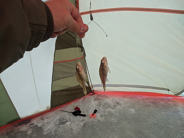 Изображение Ерши на коромысле. Фото: Трембицкого Алексея. 