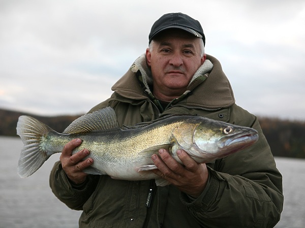 Изображение Крупного судака всегда ищут осенью. Фото: Евгений Кузнецов.
