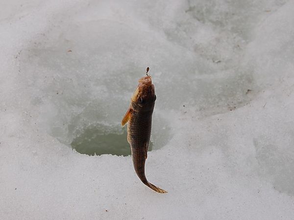 Привычки рыбы при снеге: клюет ли она и что делать рыбаку