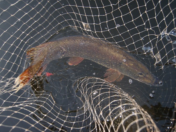 Изображение Фото: Яншевского Андрея. 