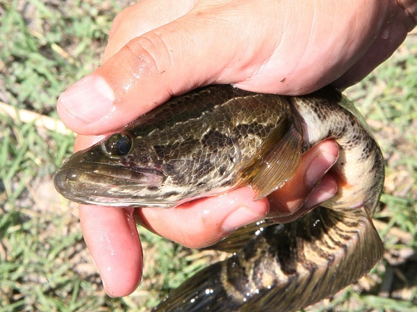 Изображение Голова анаконды и тело змеи. Фото: Кузнецова Евгения.