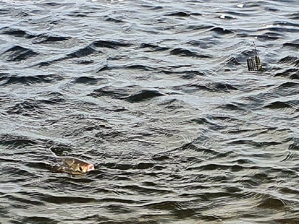 Изображение А вот и первый язь. Фото: Коломийца Алексея. 