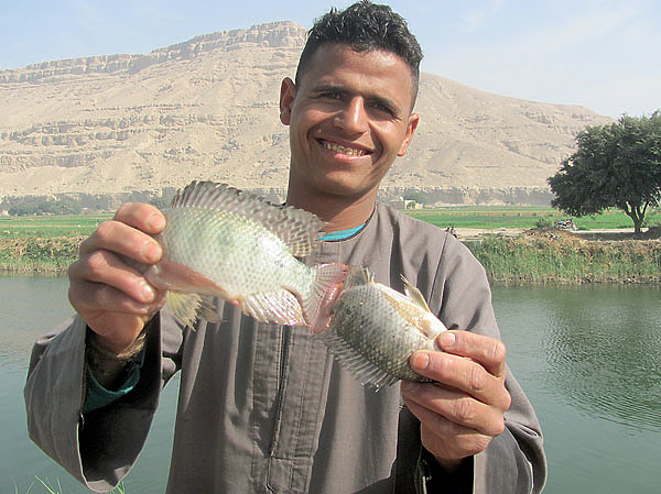 Изображение Товарный вес тиляпии обычно составляет не менее 300 граммов. Фото: Владимир Супруненко.