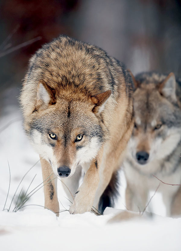 Изображение 8 км — на таком расстоянии волки способны услышать громкий звук на открытом пространстве. ФОТО SHUTTERSTOCK