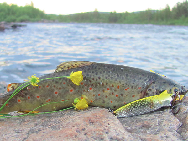 Изображение Речная форель и в Норвегии завидный трофей. Фото: Владимир Супруненко. 