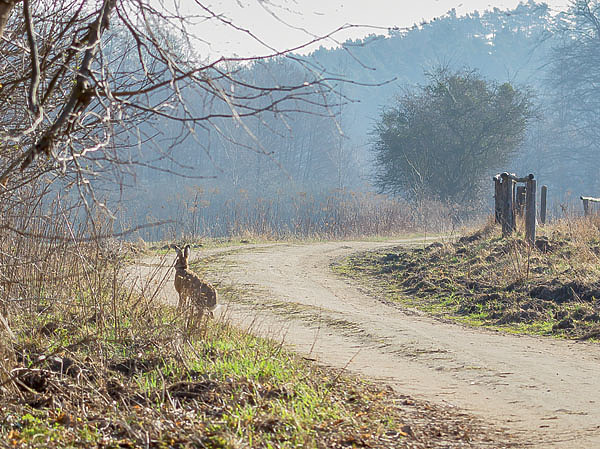 Изображение Чтобы скрыть свои следы, зайцы часто используют дороги. ФОТО SHUTTERSTOCK 