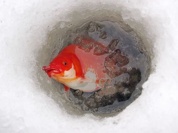 Изображение Кои просыпаются раньше обычных карпов. Фото: Андрей Яншевский. 