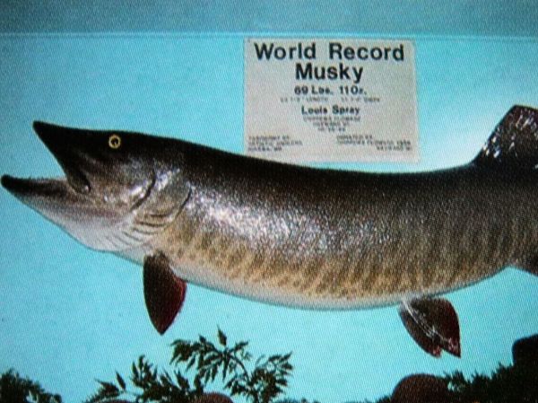 Изображение Автор трофея показавшего на весах 30, 6 кг Луи Спре. Ежегодно это место посещают более 100 000 человек и это самое популярное место для свадебных фото.